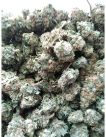 Master Kush