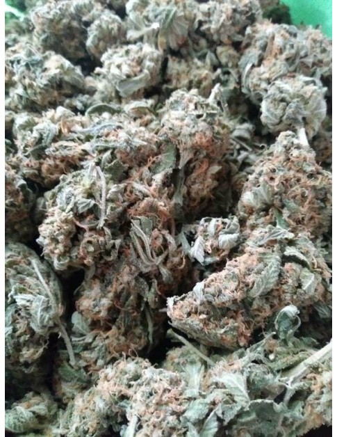 Pink Kush