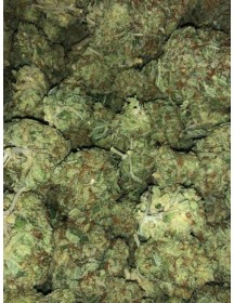 White Widow